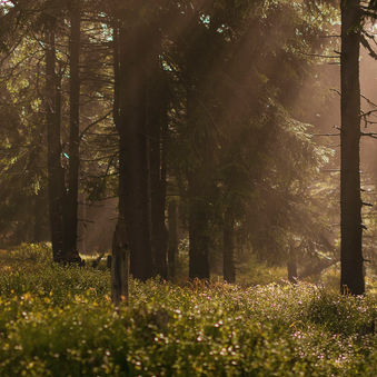 behaviour-nachhaltigkeit